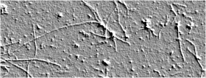 fibrils
