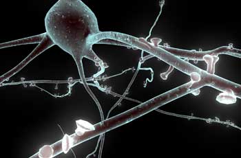 Nerve cell model